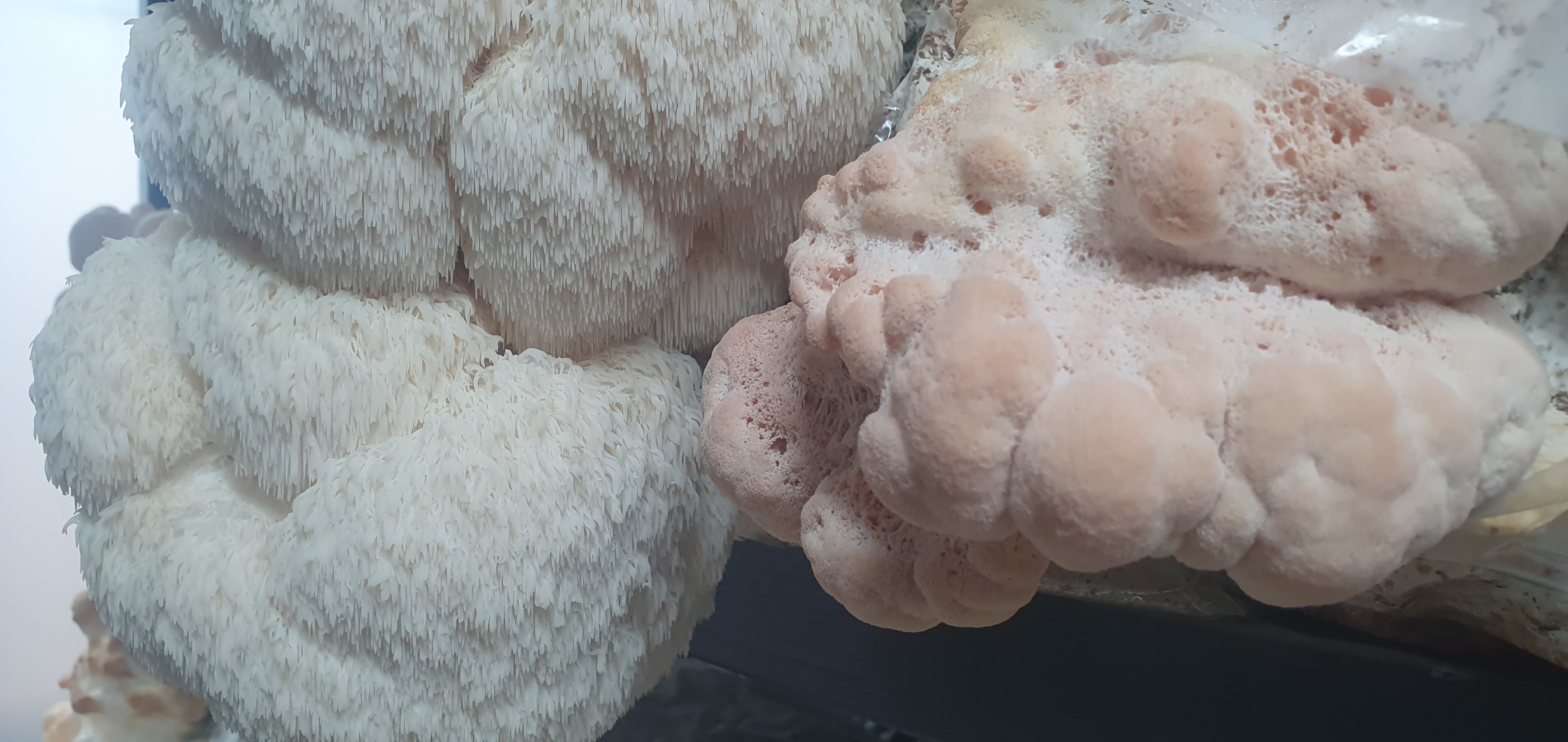Lion's Mane Mushroom