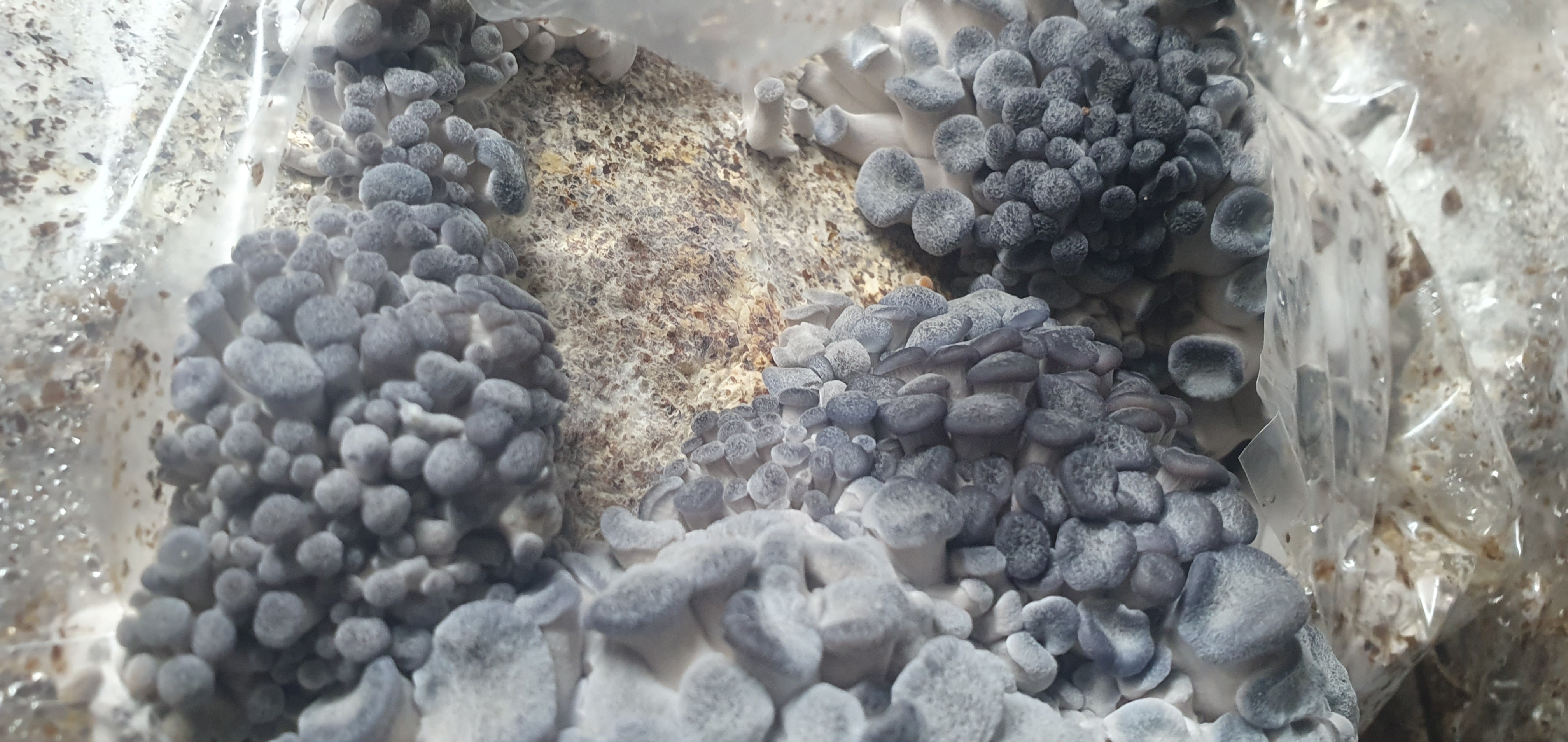Misshapen or Leggy Clusters