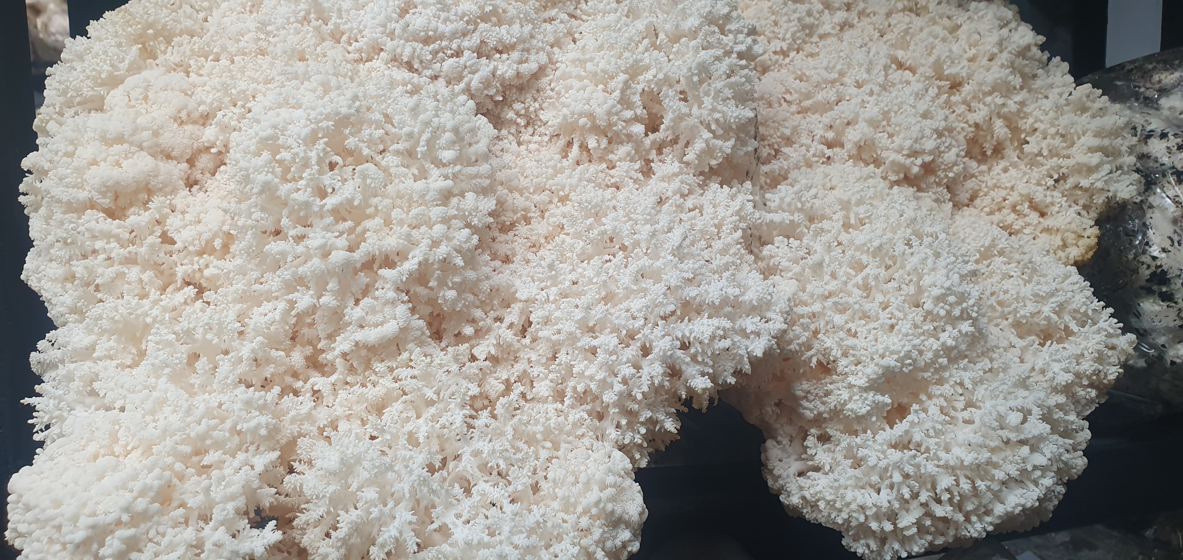 Understanding Humidity for mushroom grow kits