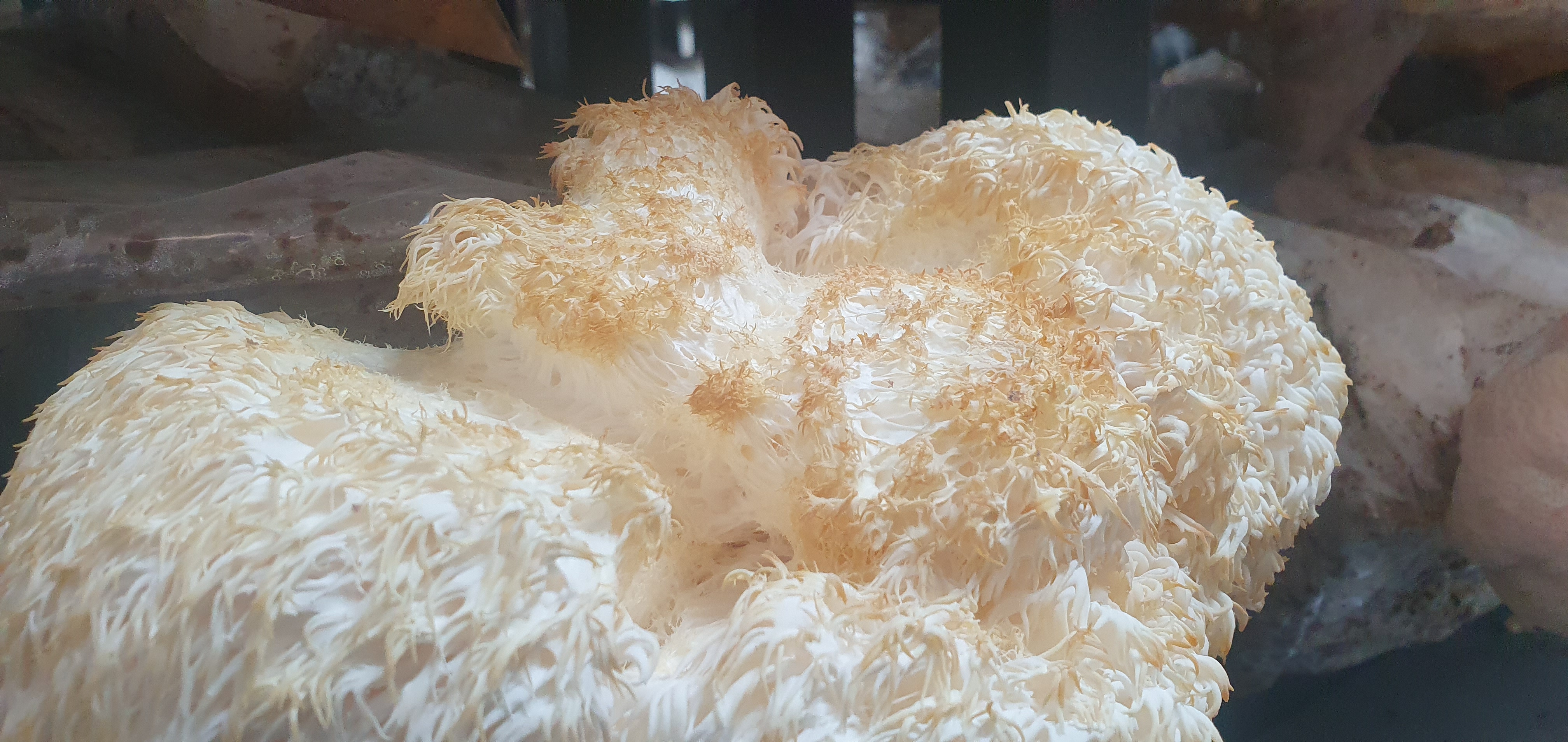 Yellowing Mushrooms